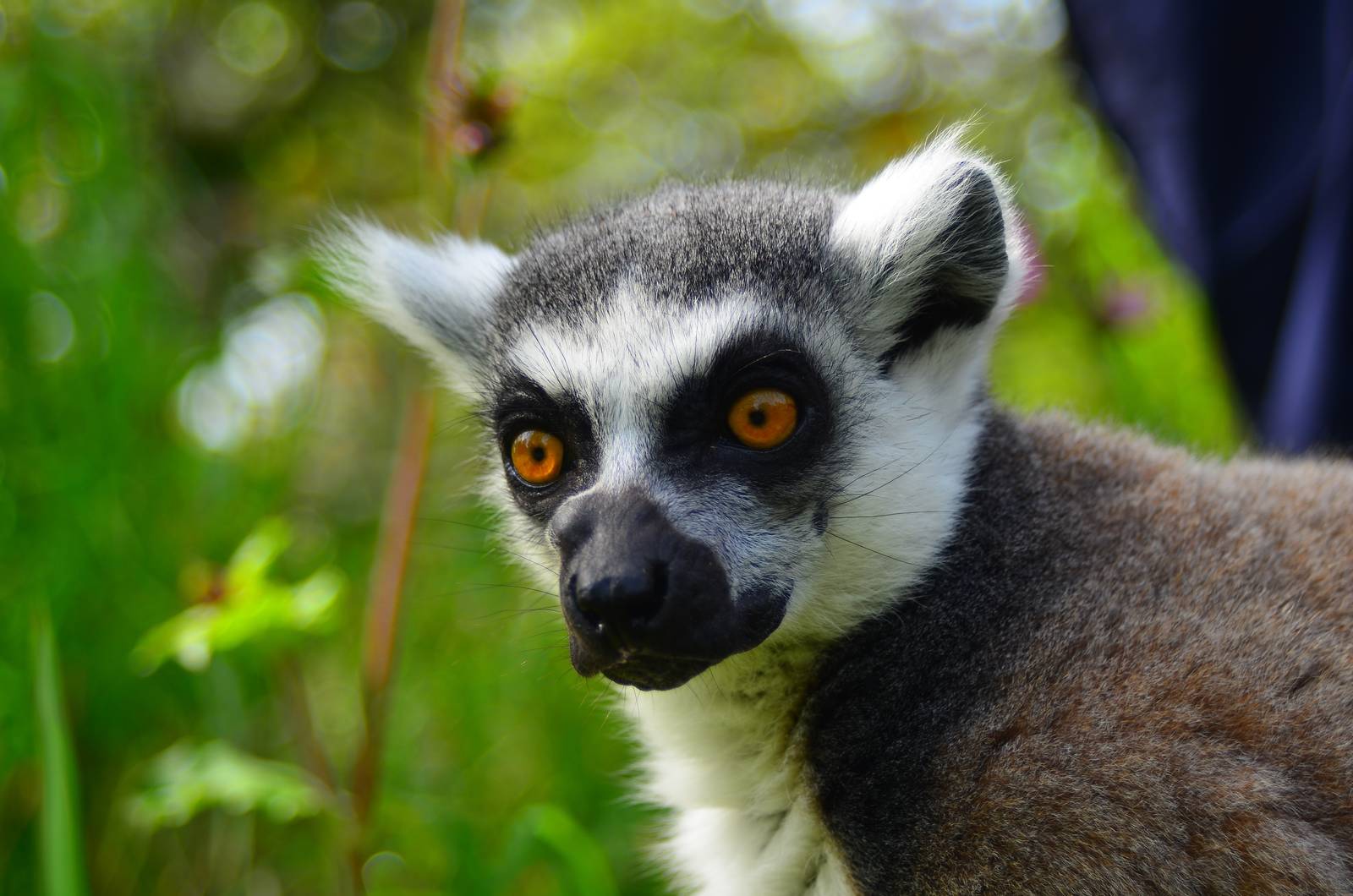 Ring Tailed Lemur (Lemur Catta)
