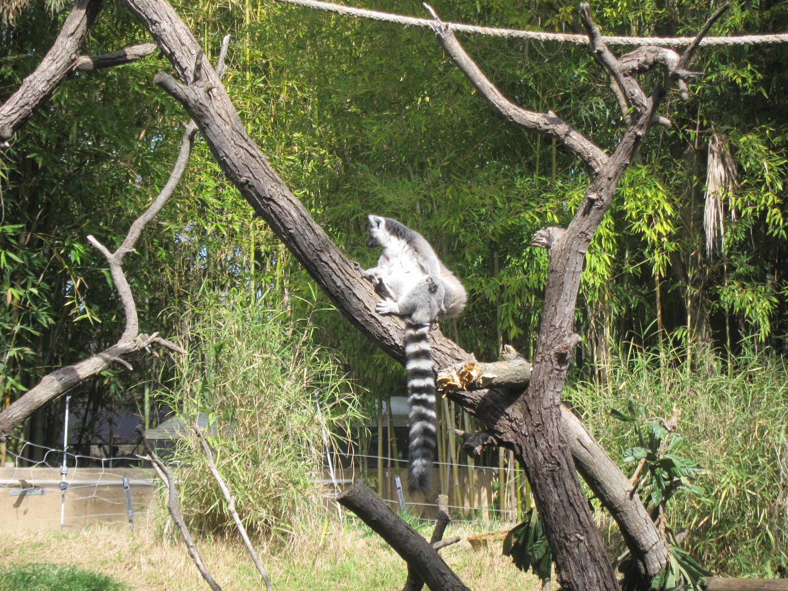 Ring-Tailed Lemur (Lemur catta)