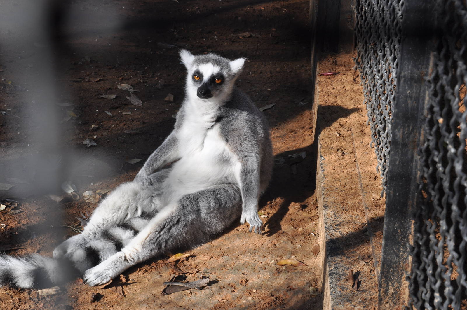Ring-tailed lemur/ Lemur catta