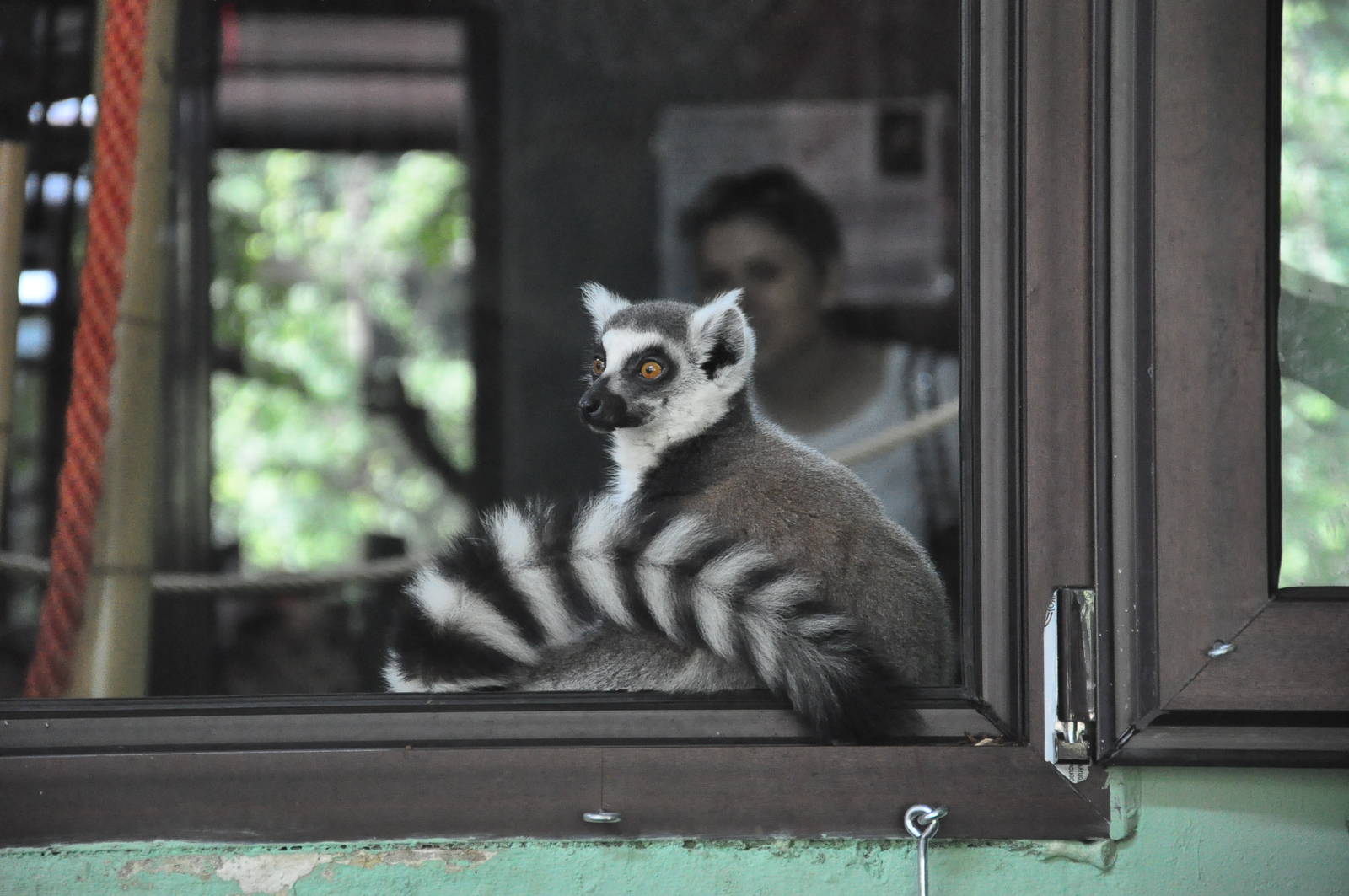 Ring-tailed lemur/ Lemur catta