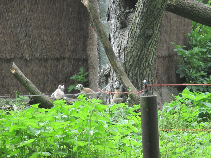 Ring-tailed lemur (Lemur catta)
