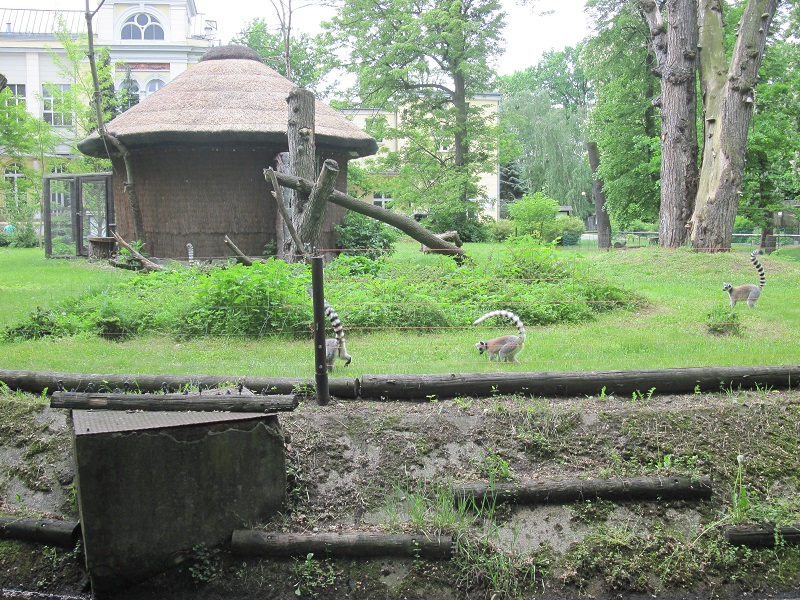 Ring-tailed lemur (Lemur catta)