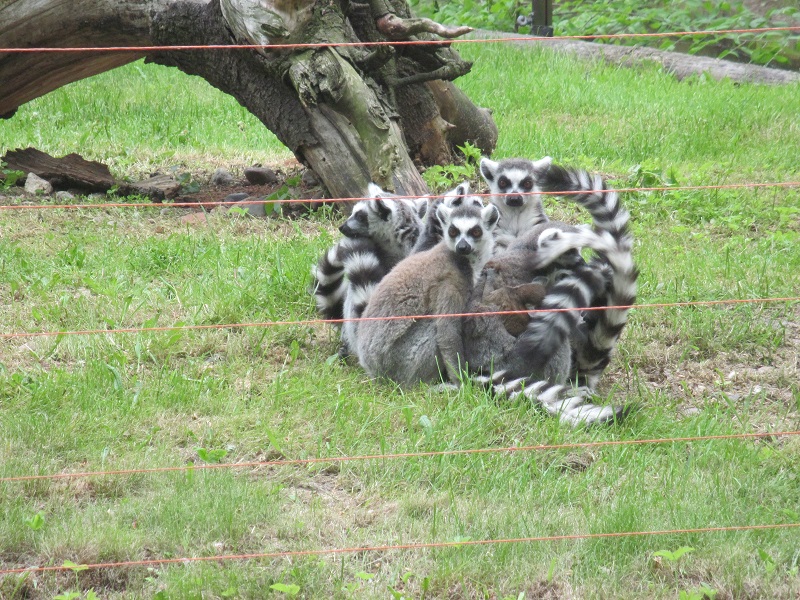 Ring-tailed lemur (Lemur catta)