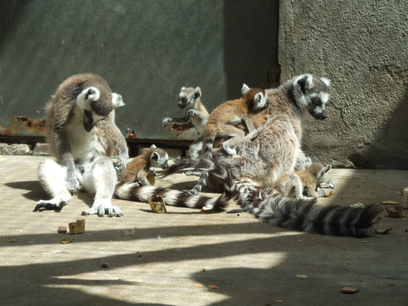 Ring-tailed lemur (Lemur catta)