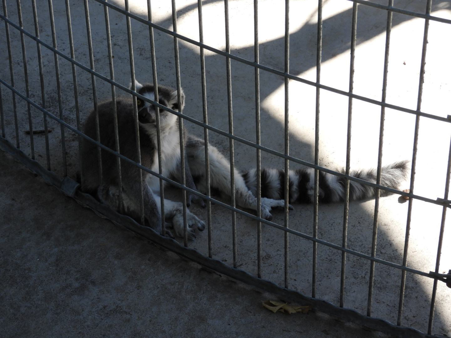 Ring-Tailed Lemur (Lemur catta)