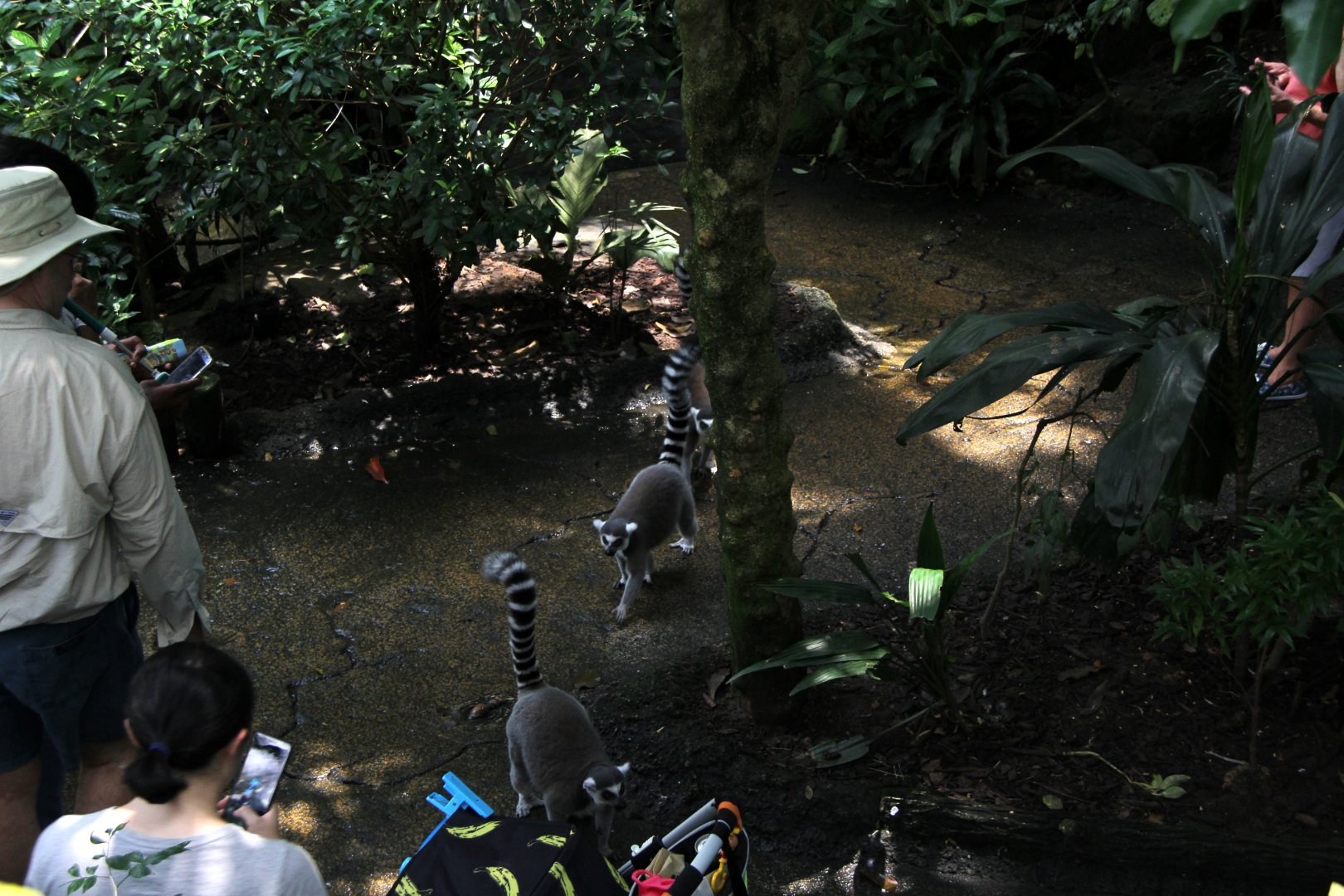 ring-tailed lemur (Lemur catta)