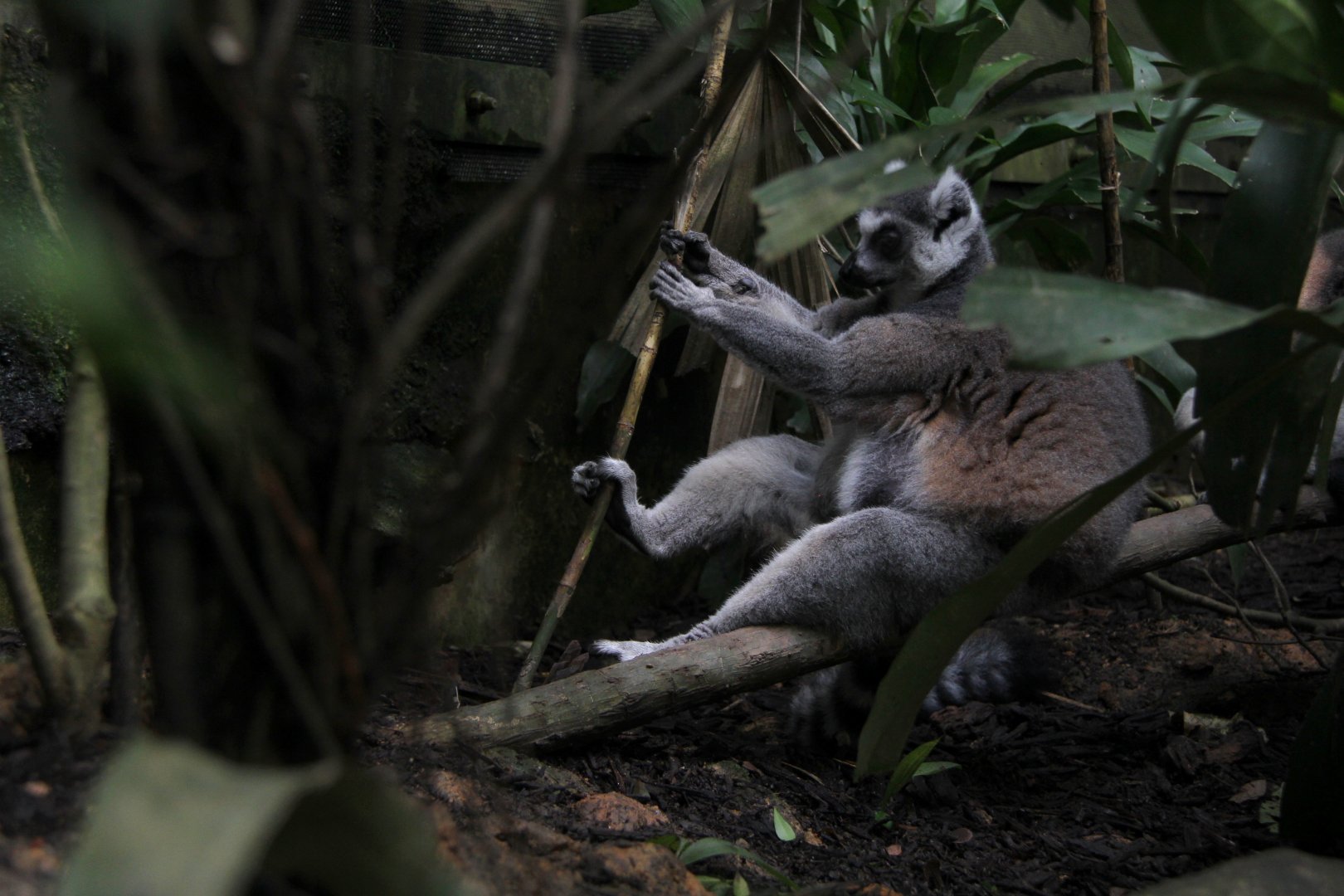 ring-tailed lemur (Lemur catta)