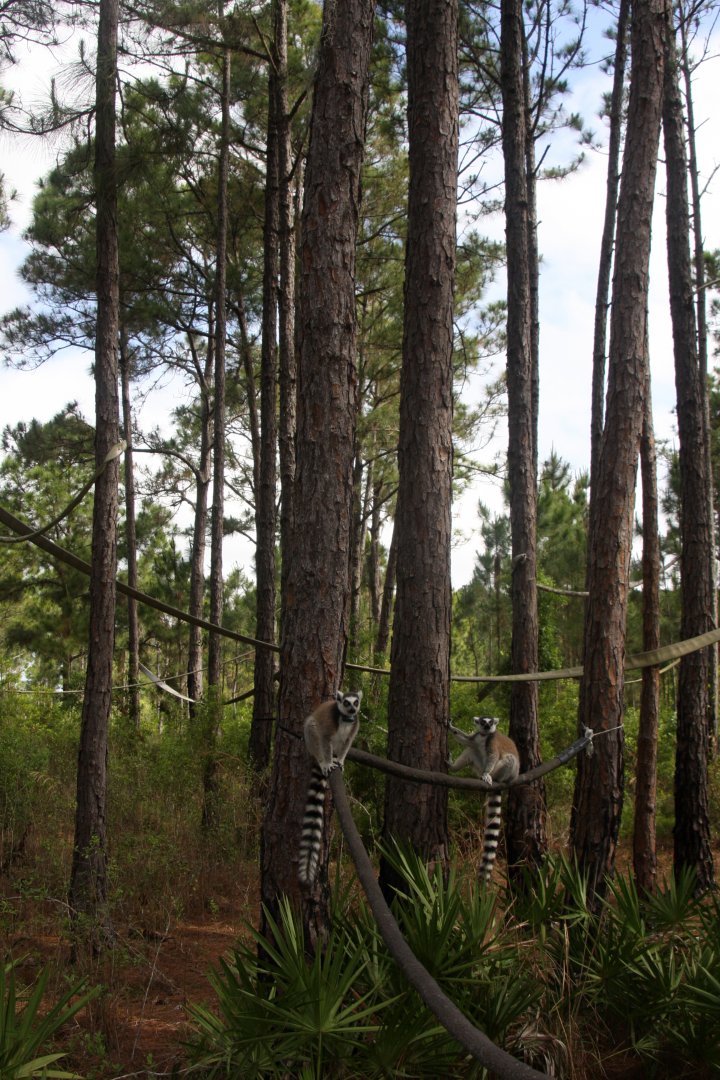 ring-tailed lemur (Lemur catta)