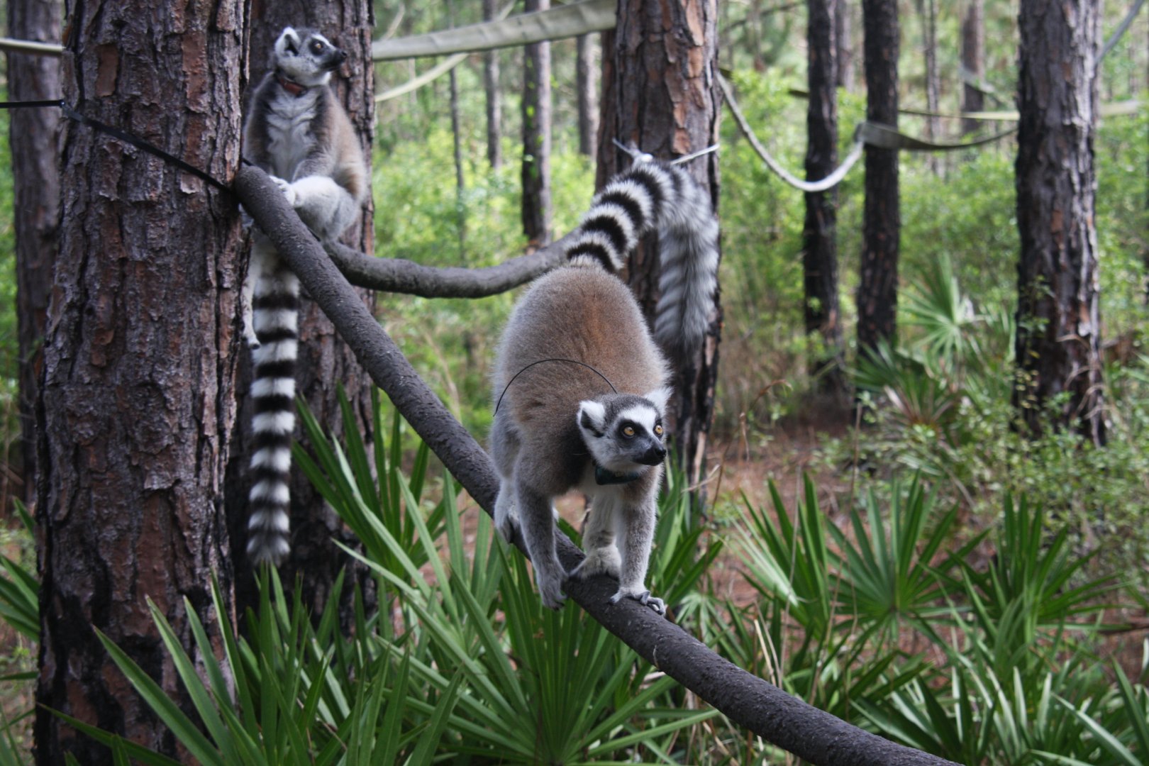 ring-tailed lemur (Lemur catta)