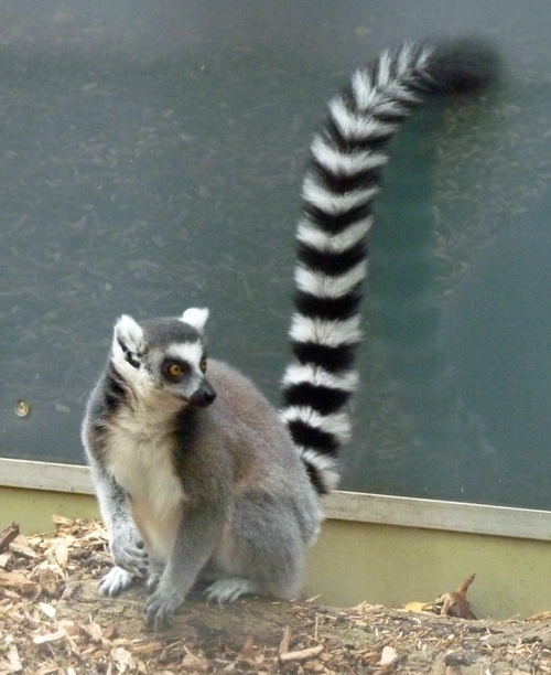 Ring-tailed lemur (Lemur catta)