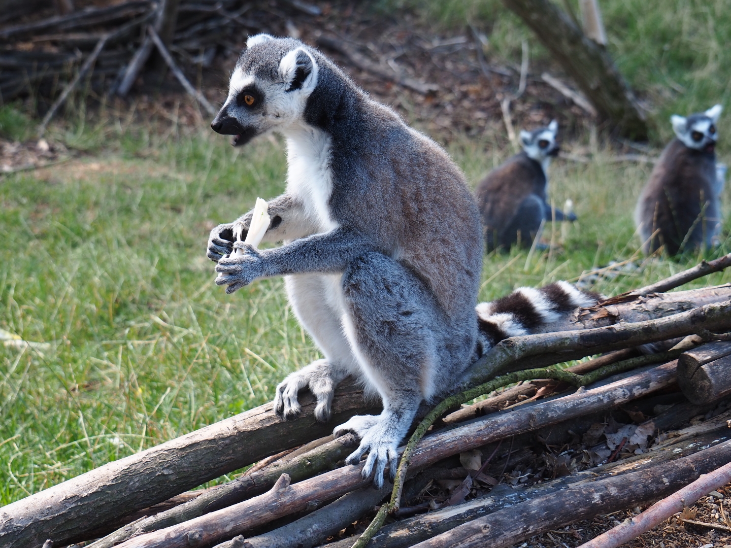 Ring-tailed lemur (Lemur catta)