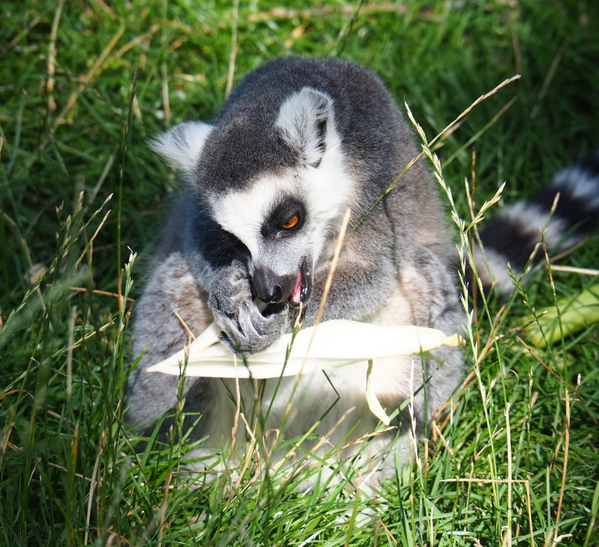 Ring-tailed lemur (Lemur catta)