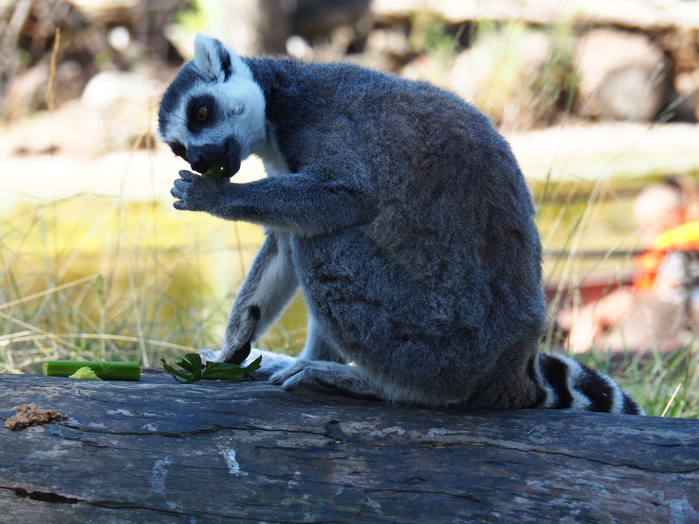 Ring-tailed lemur (Lemur catta)