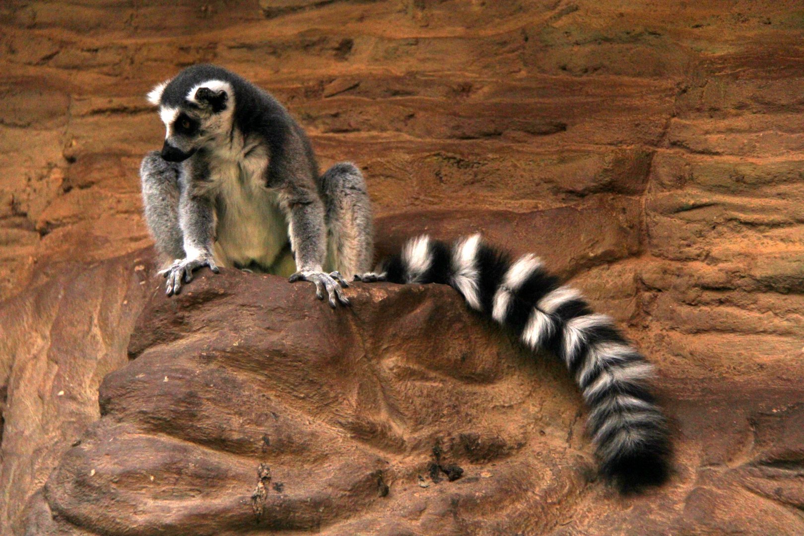 ring-tailed lemur (Lemur catta)