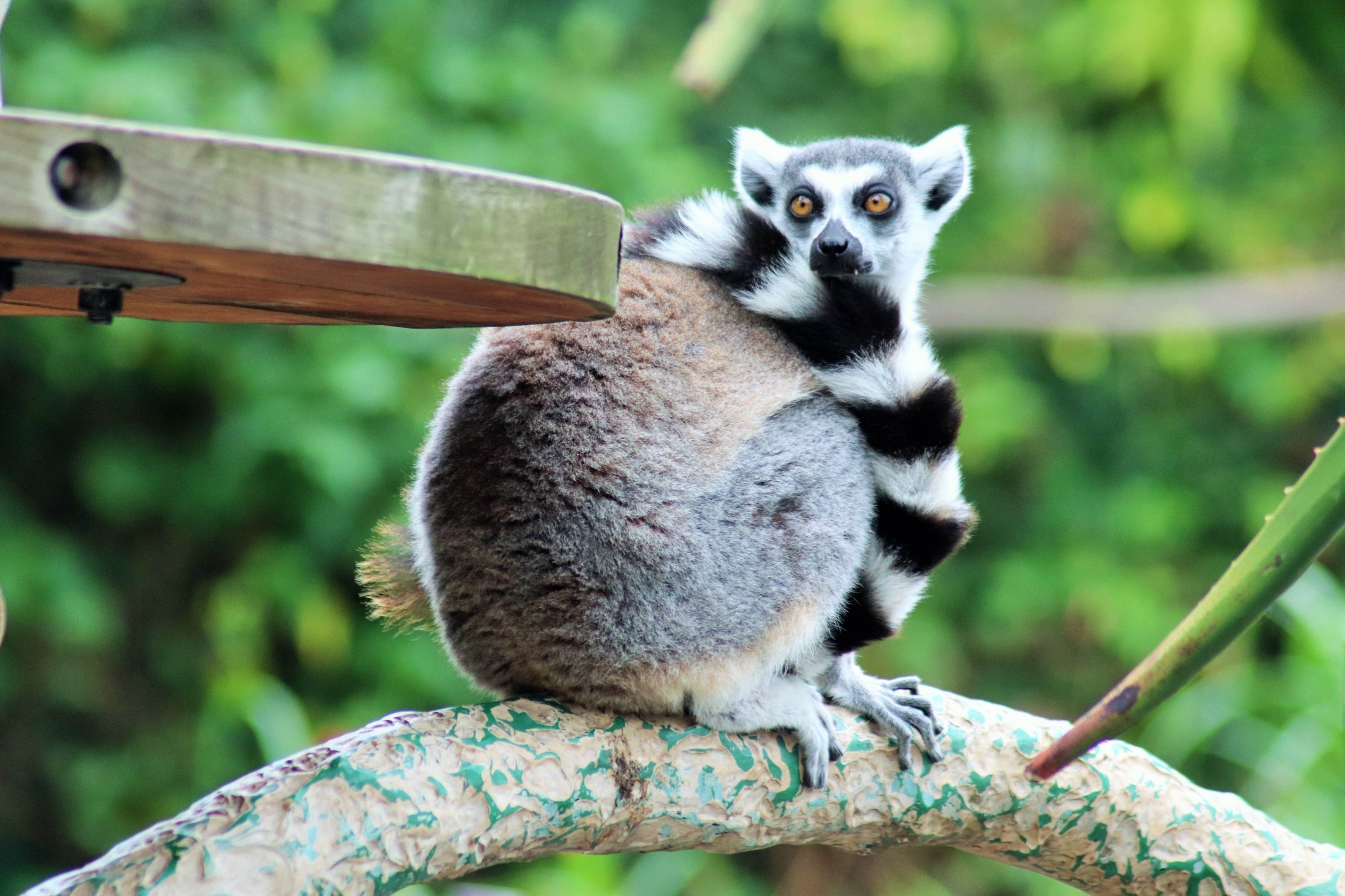 Ring-tailed Lemur (Lemur catta)