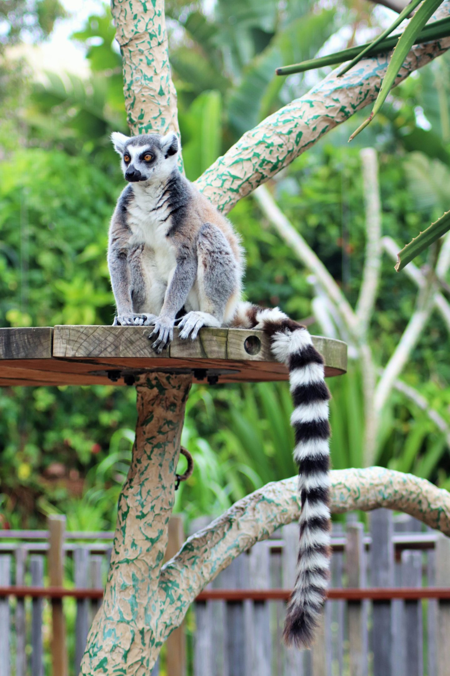 Ring-tailed Lemur (Lemur catta)