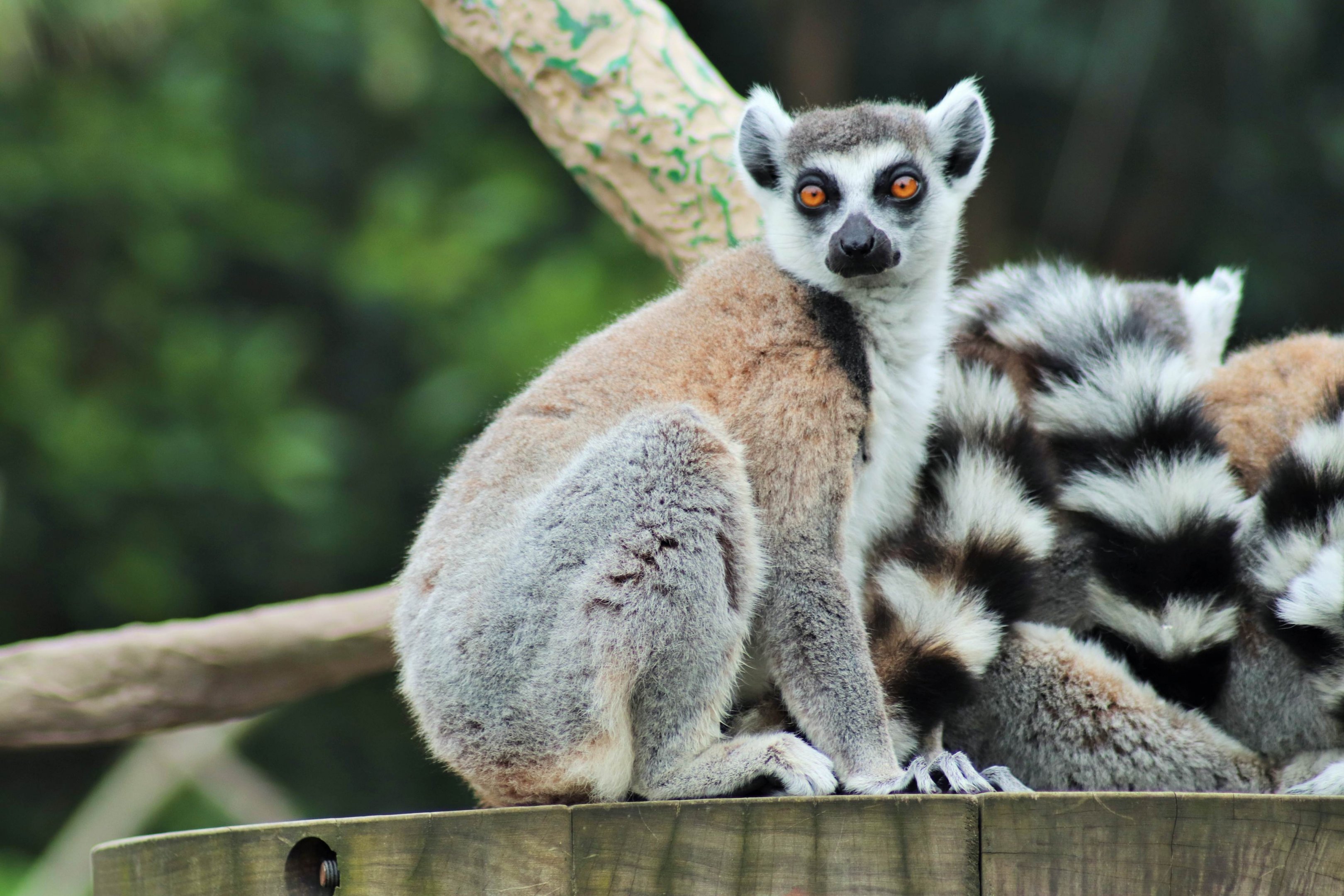 Ring-tailed Lemur (Lemur catta)