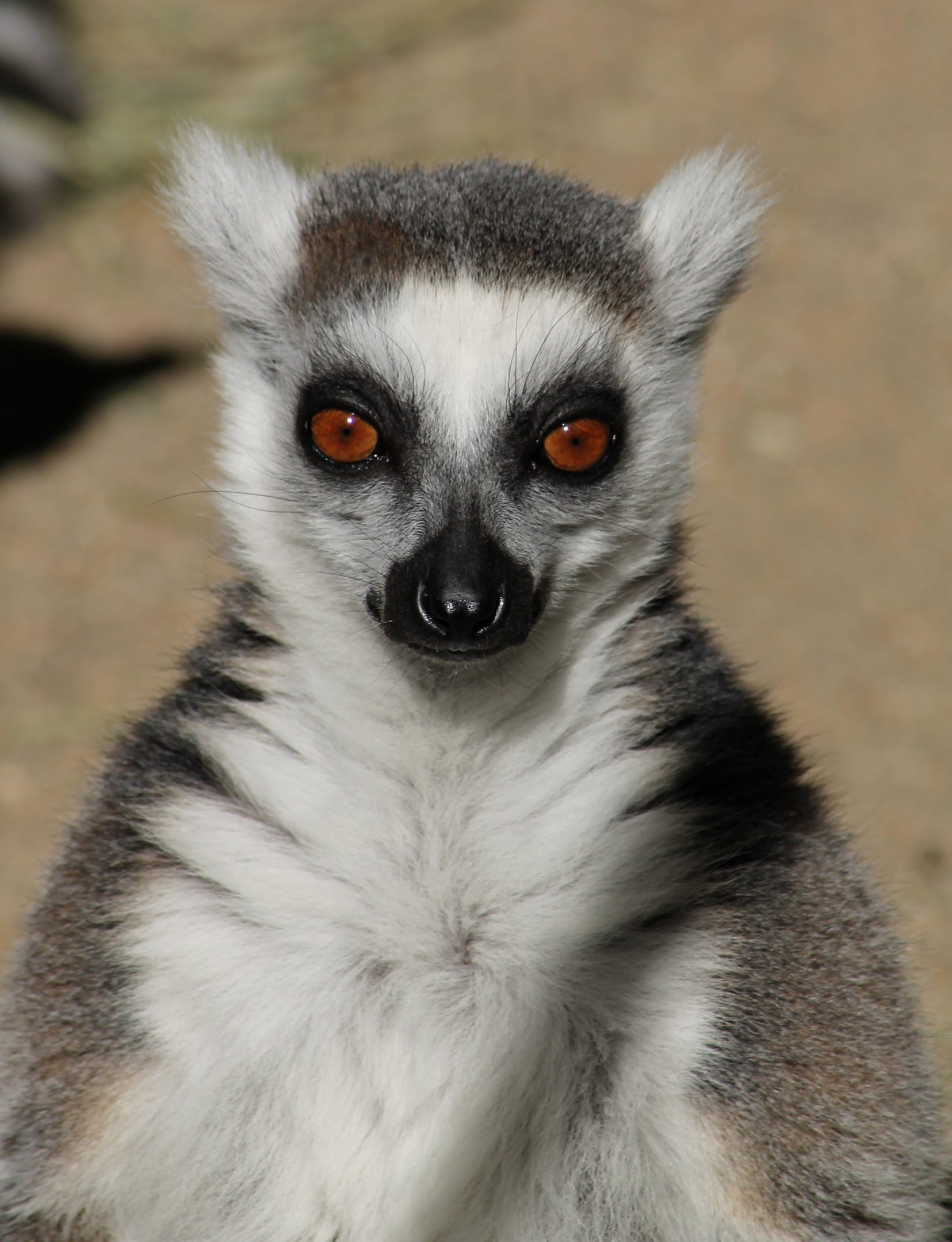 Ring-tailed lemur (Lemur catta)