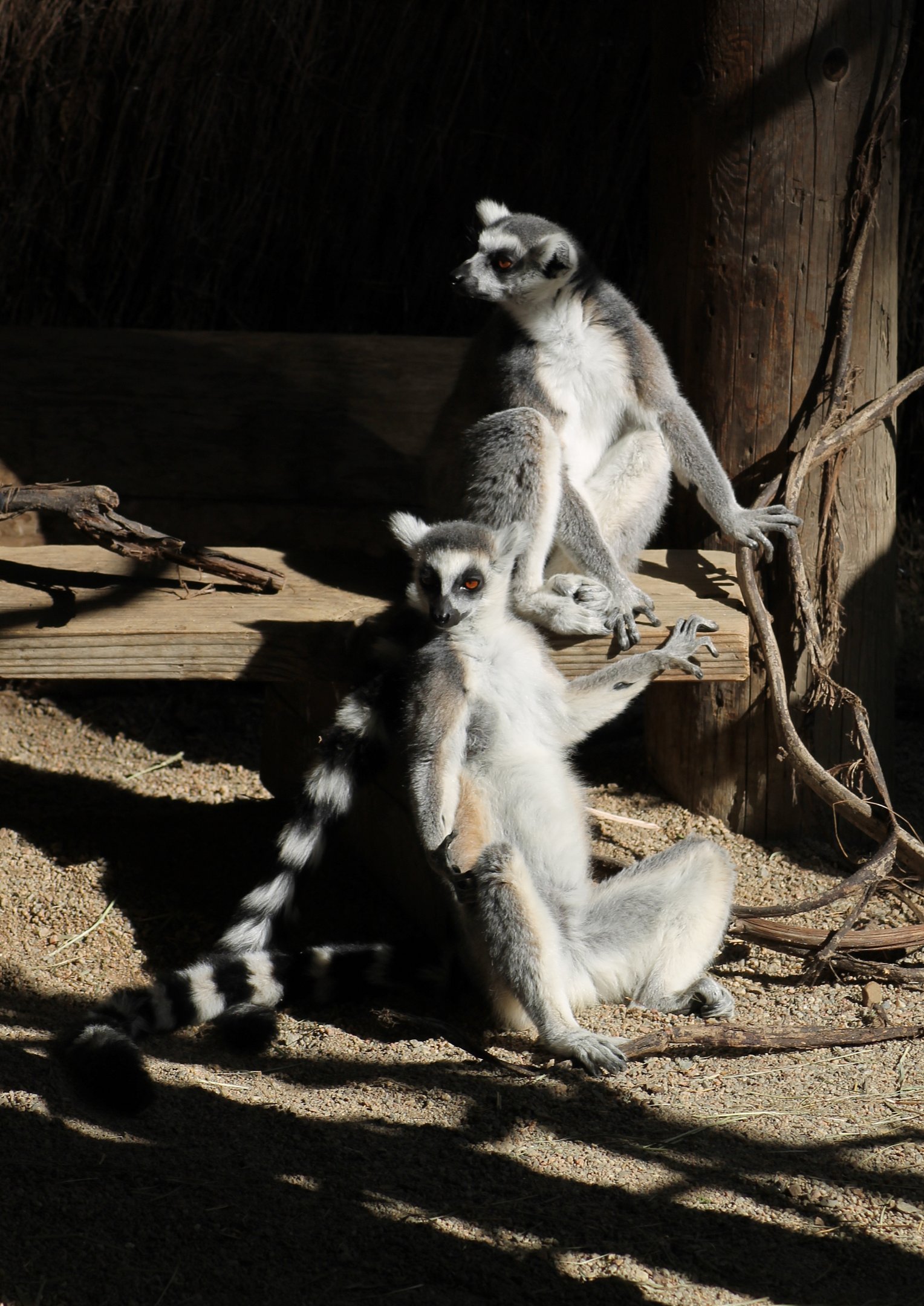 Ring-tailed lemur (Lemur catta)