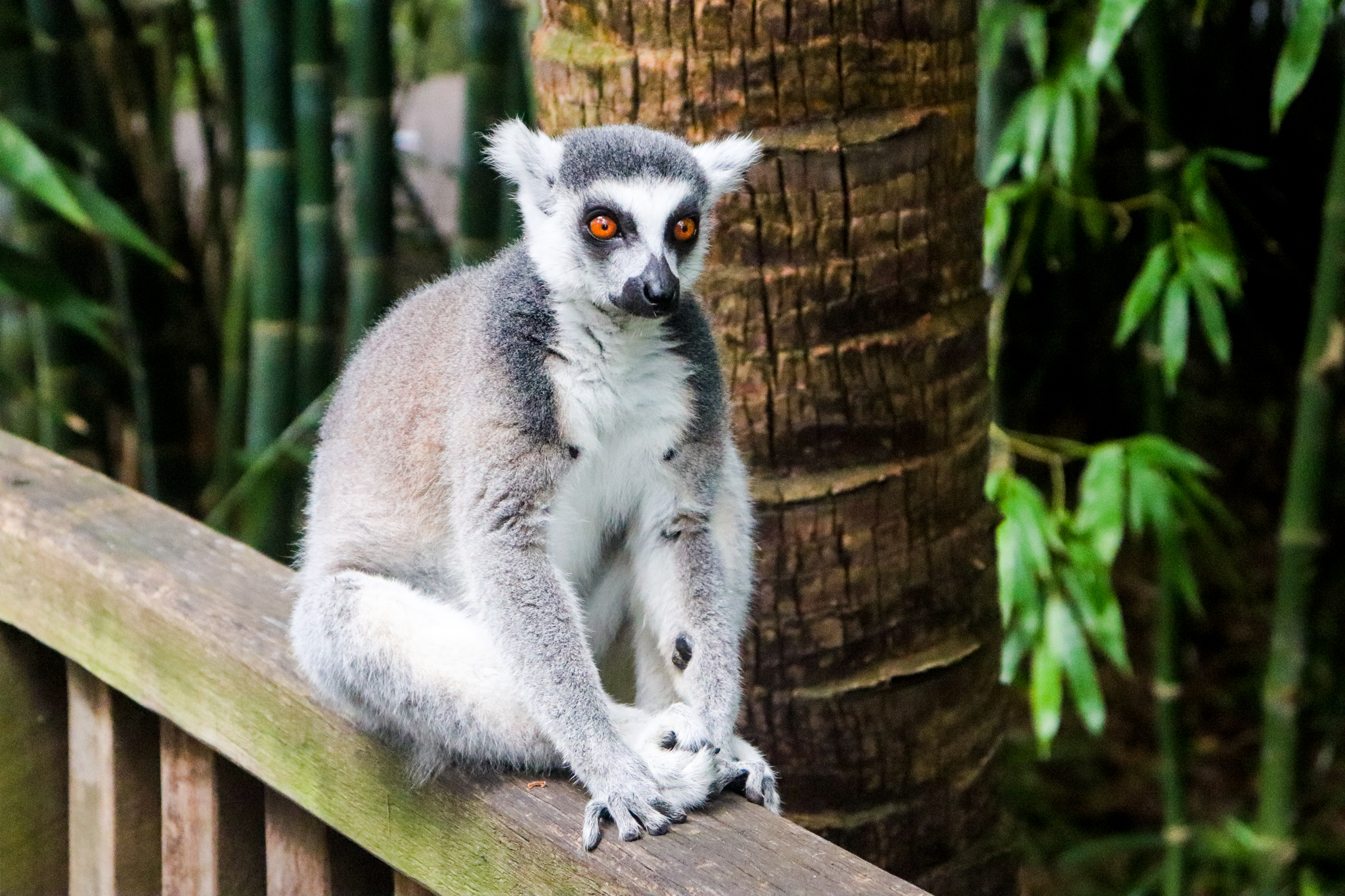 Ring-tailed Lemur (Lemur catta)