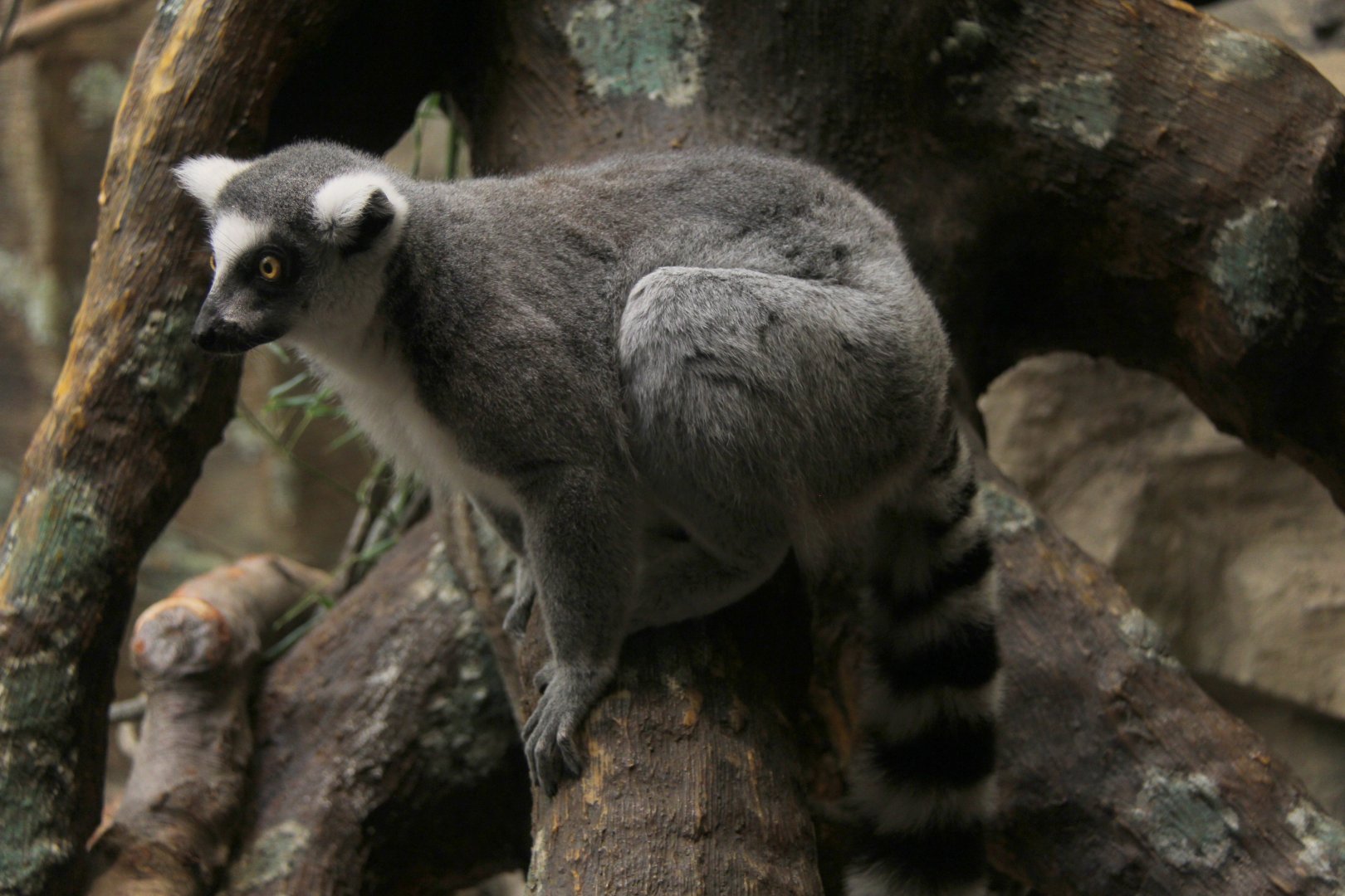 ring-tailed lemur (Lemur catta)
