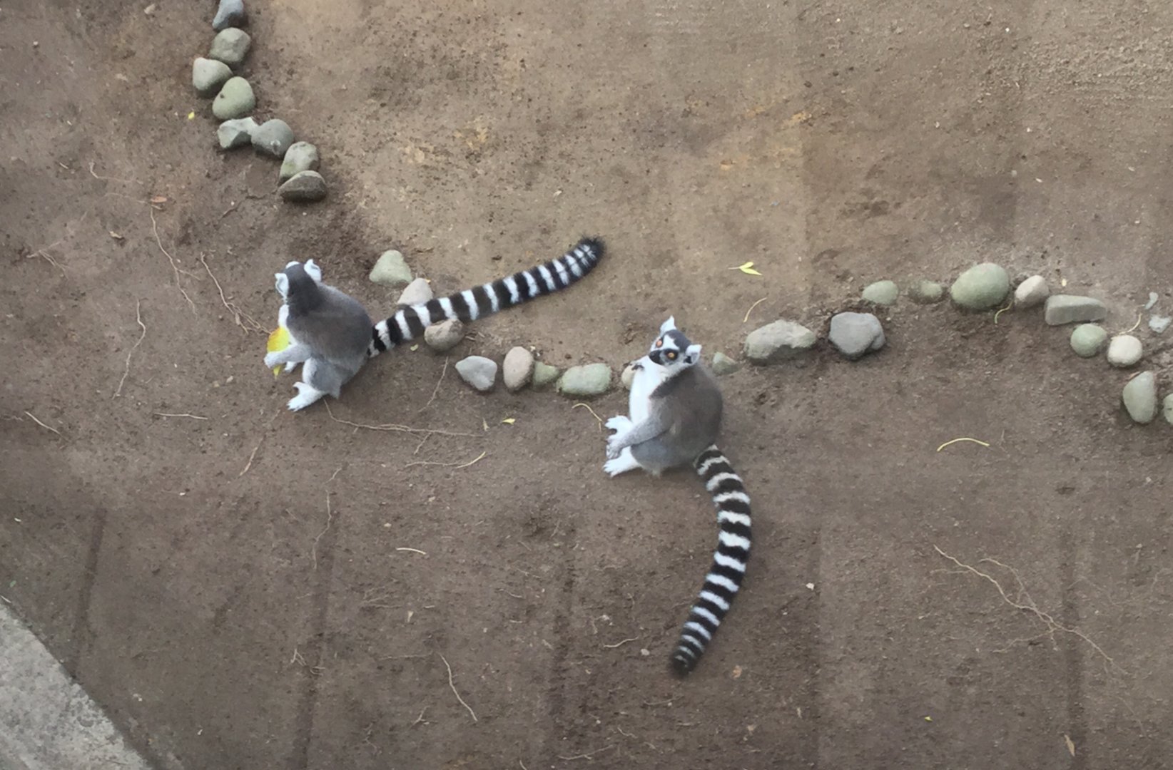 Ring-tailed lemur (Lemur catta)