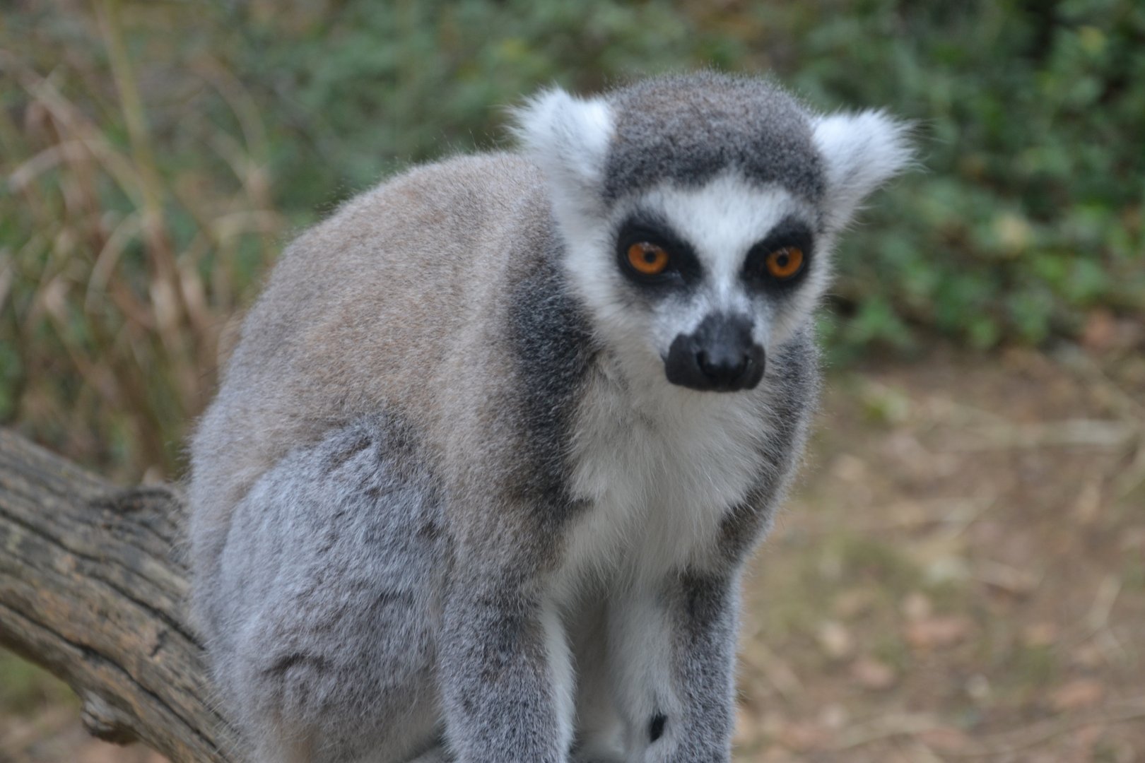 Ring-tailed Lemur - Lemur catta