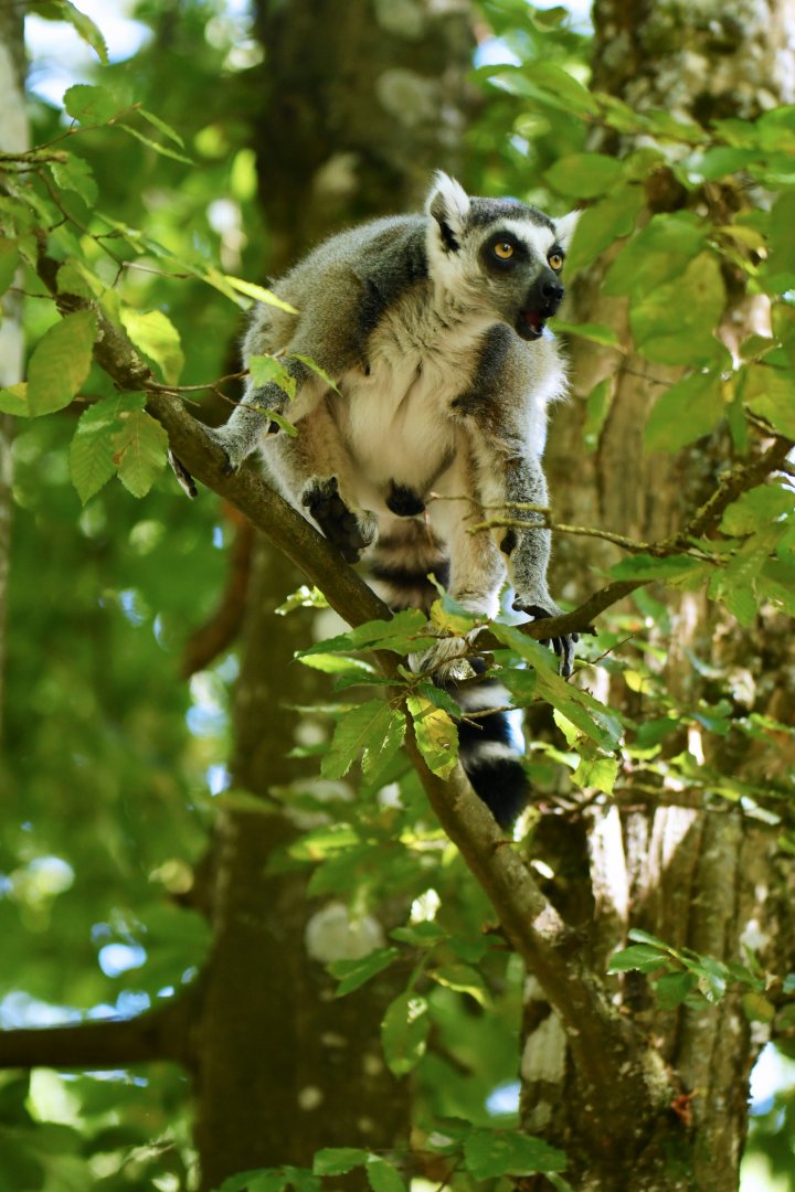 Ring-tailed lemur (Lemur catta)