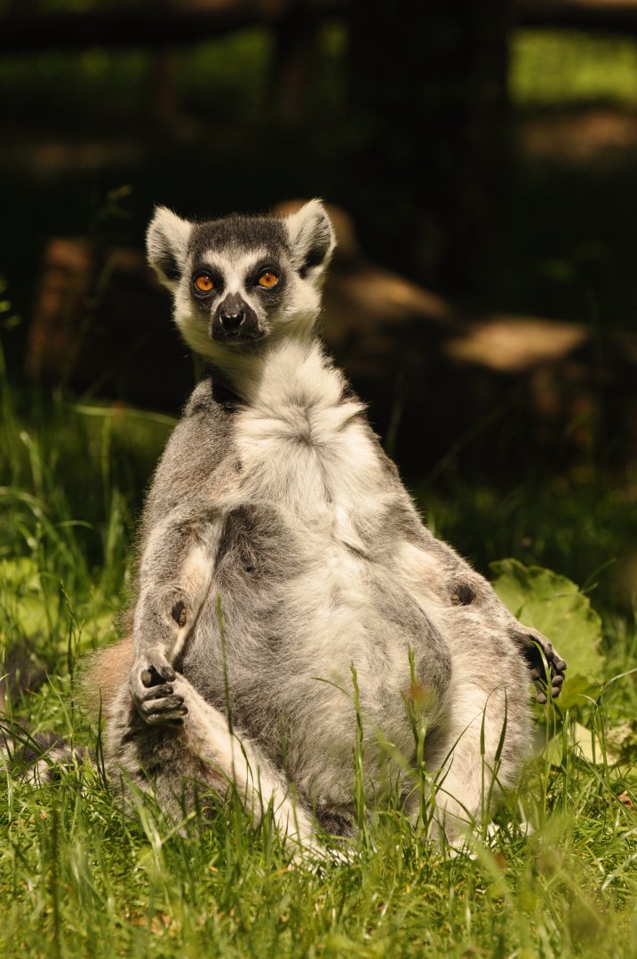 Ring-tailed lemur (Lemur catta)