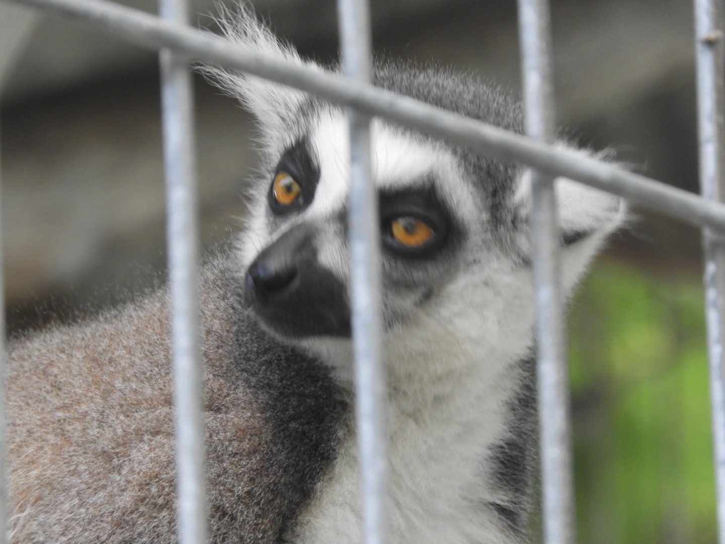 Ring-tailed Lemur (Lemur catta)