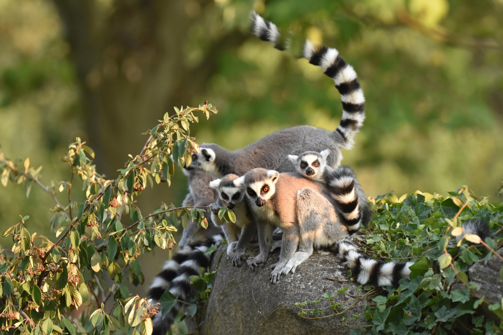 Ring-tailed lemur (Lemur catta)