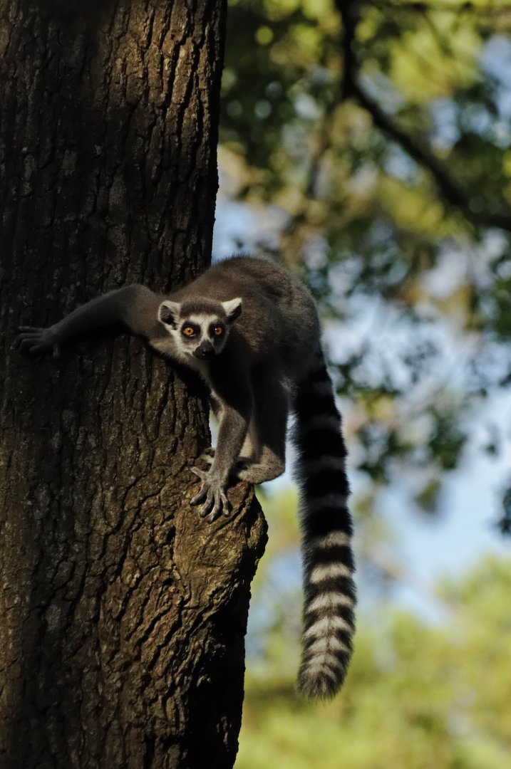 Ring-tailed lemur (Lemur catta)