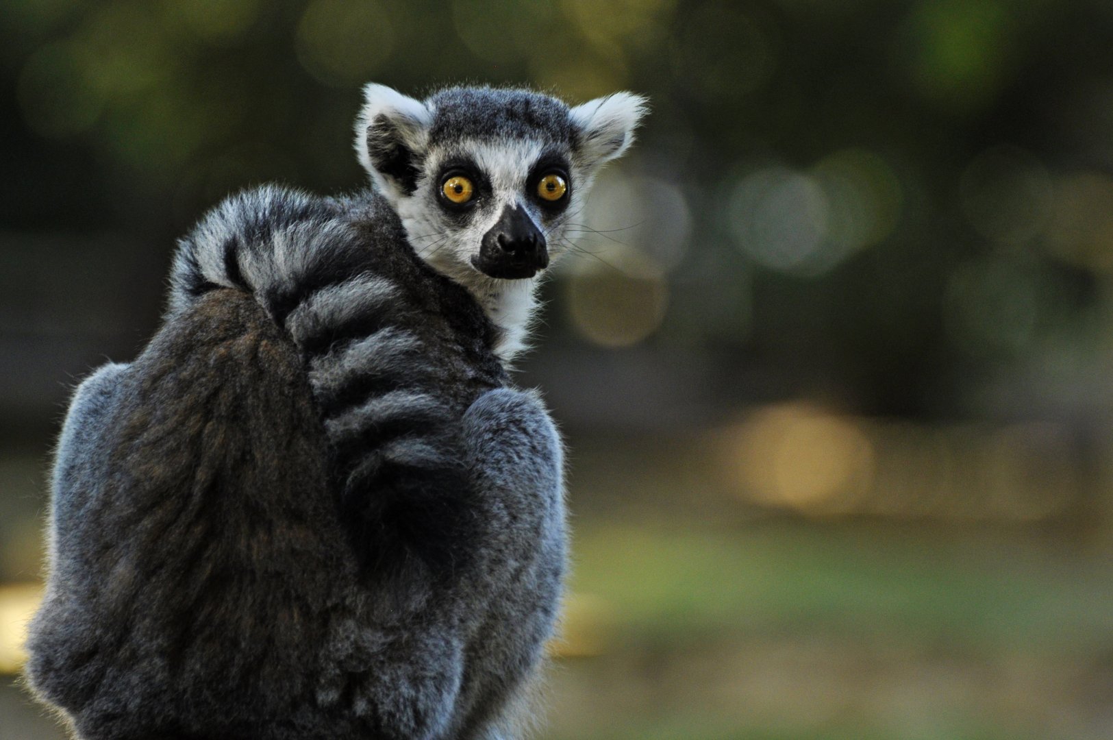 Ring-tailed lemur (Lemur catta)