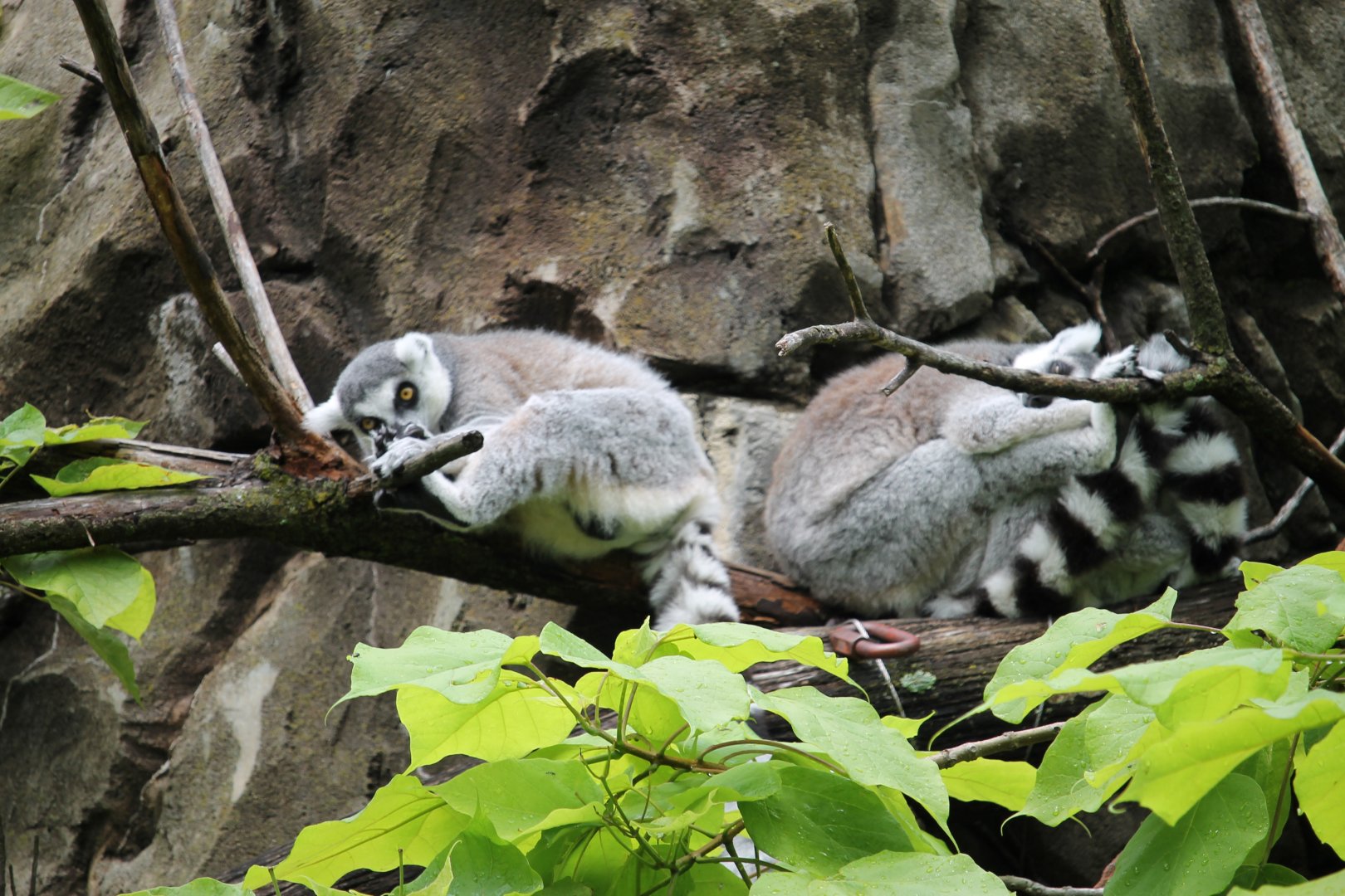 Ring-tailed lemur (Lemur catta)