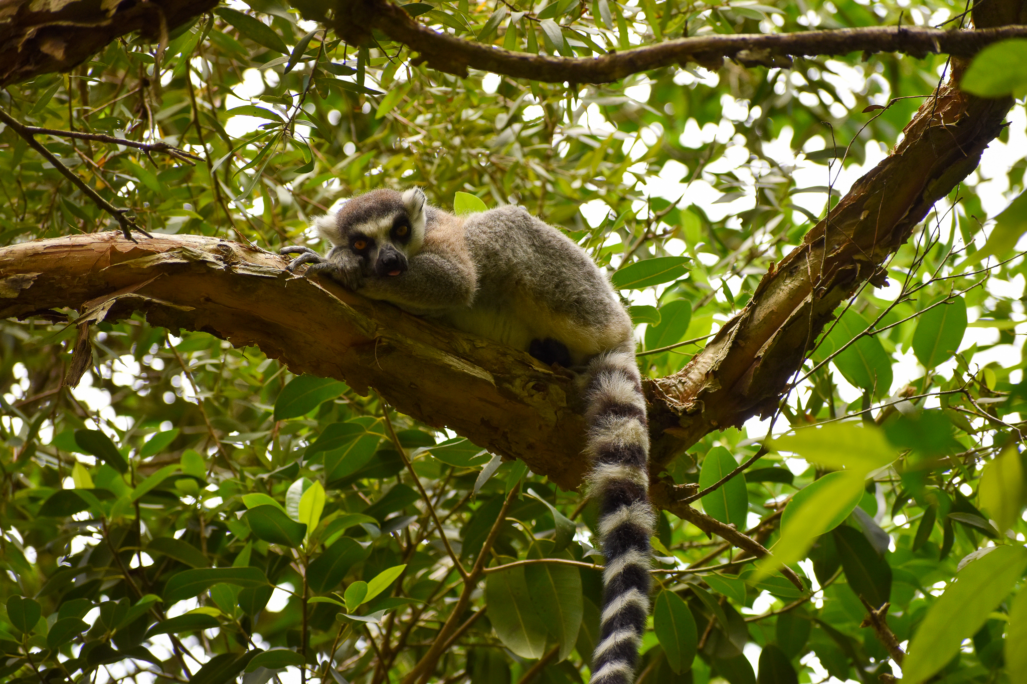 Ring-tailed Lemur (Lemur catta)