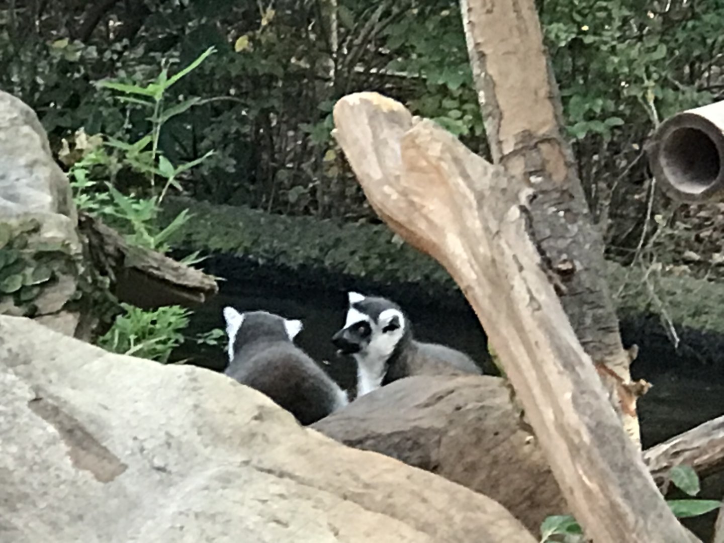 Ring-Tailed Lemur (Lemur catta)