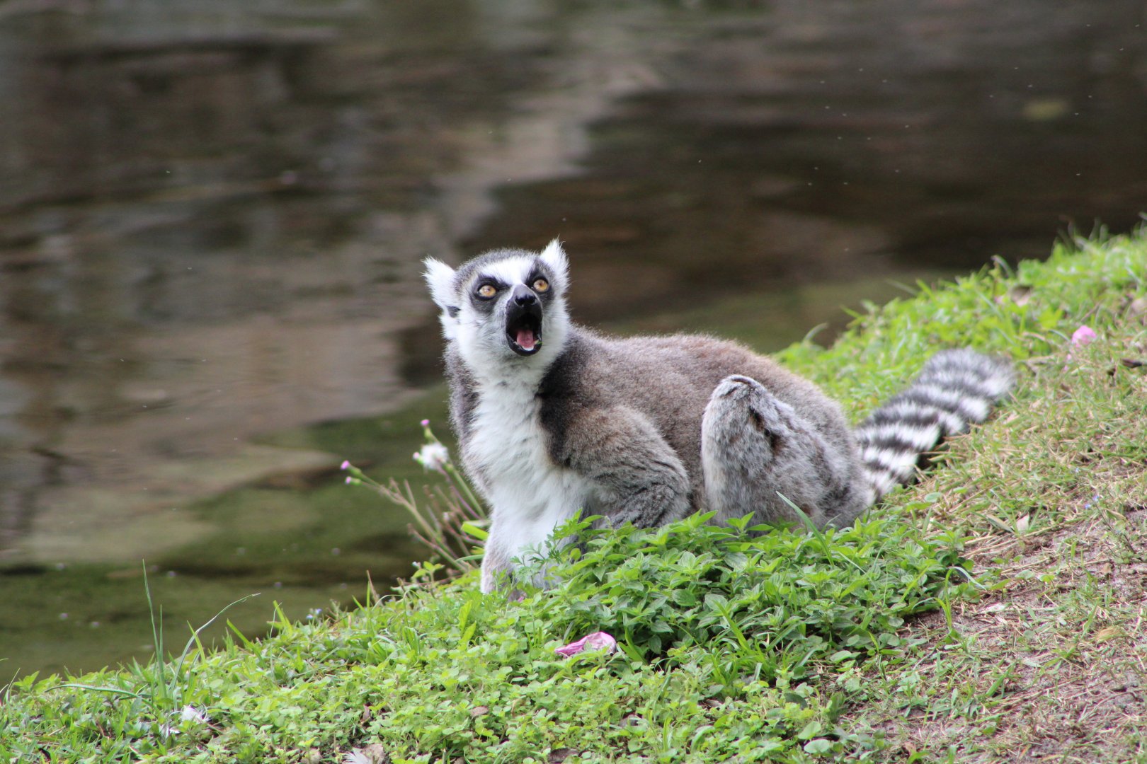 Ring-Tailed Lemur (Lemur catta)
