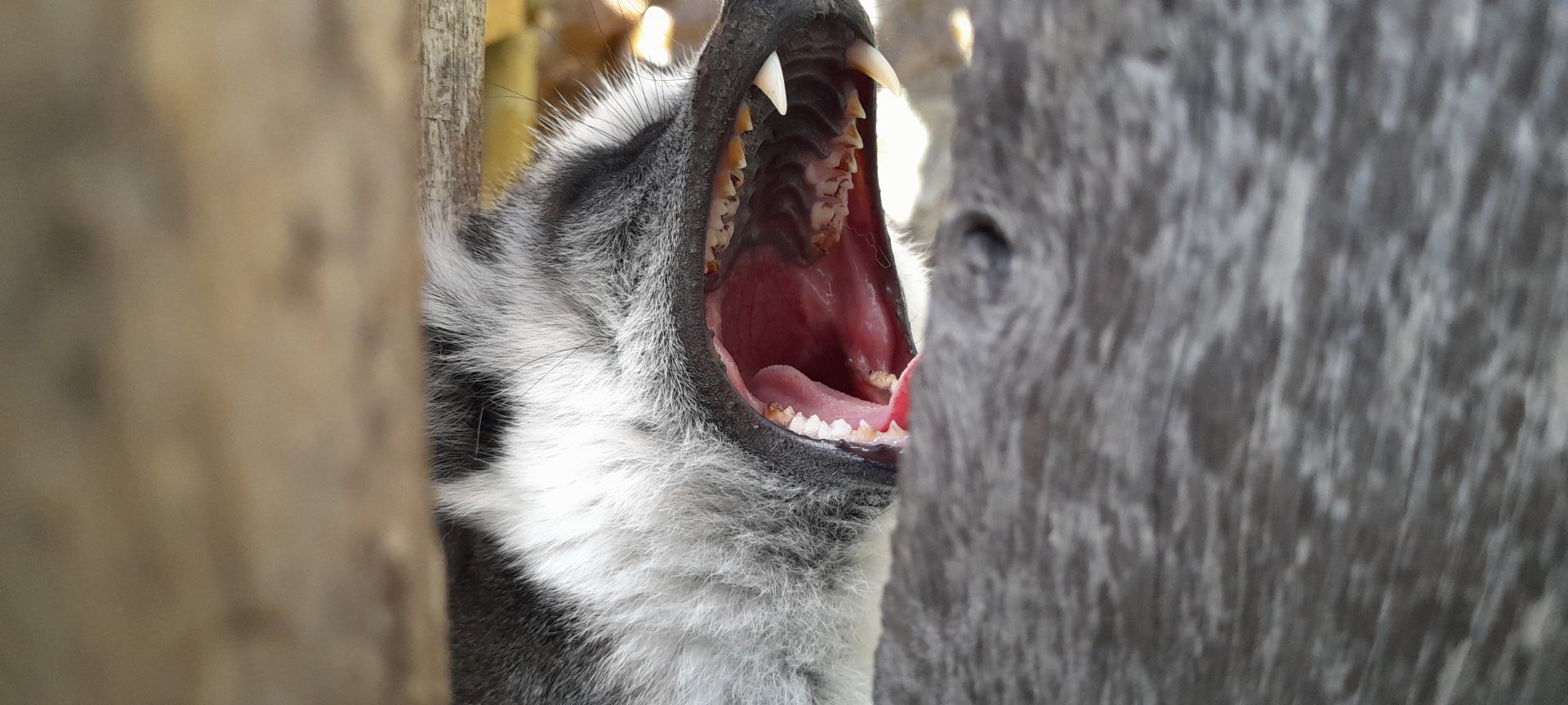 Ring-tailed lemur (Lemur catta)