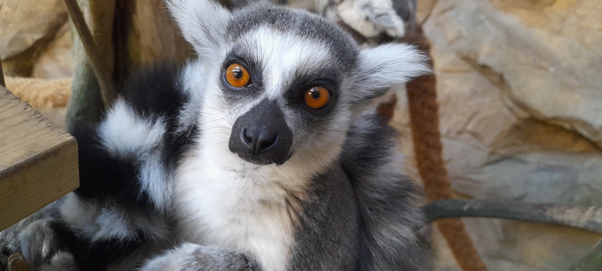 Ring tailed lemur (Lemur catta)