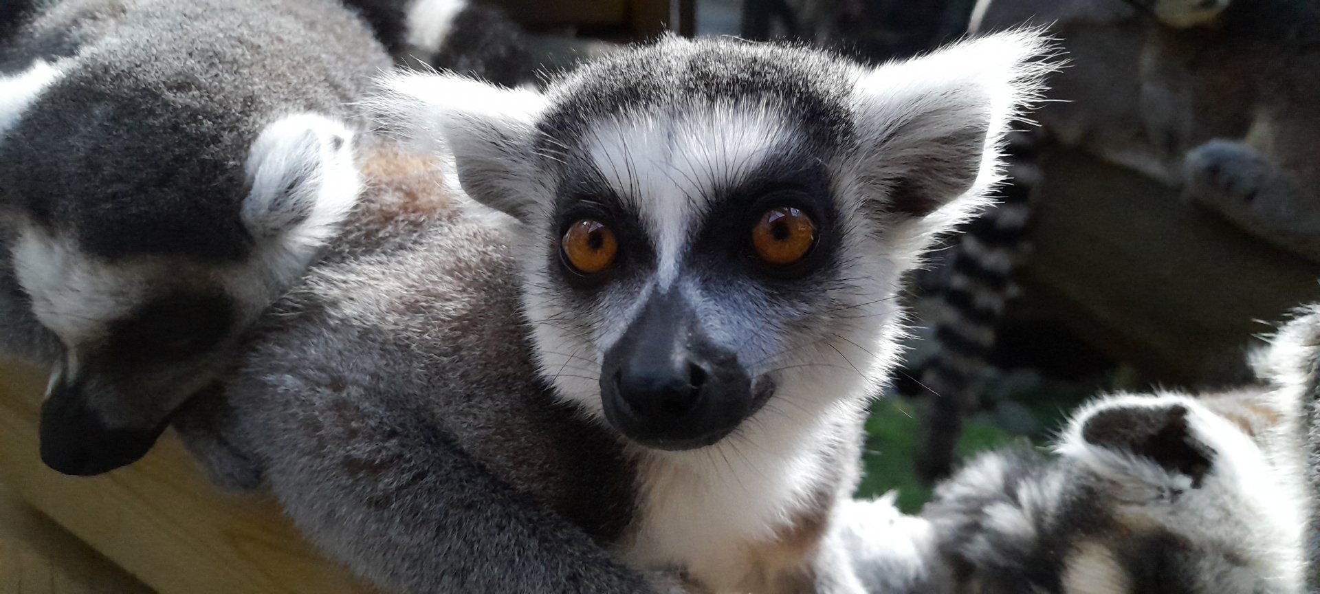 Ring-tailed lemur (Lemur catta)