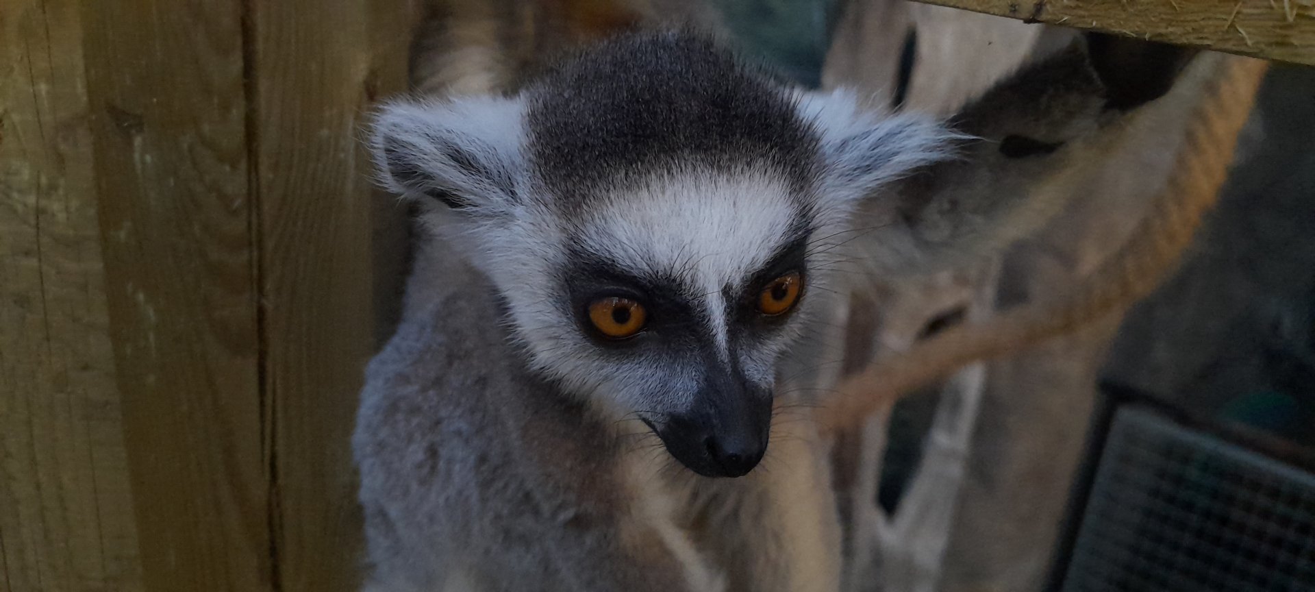 Ring-tailed lemur (Lemur catta)