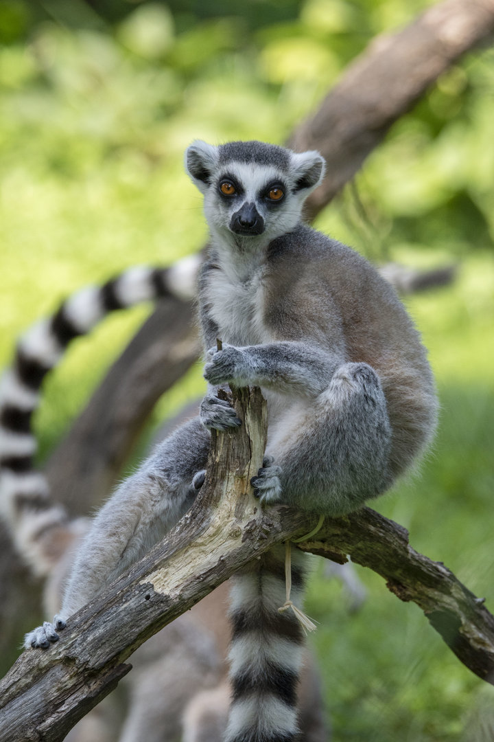 Ring-tailed lemur (Lemur catta)