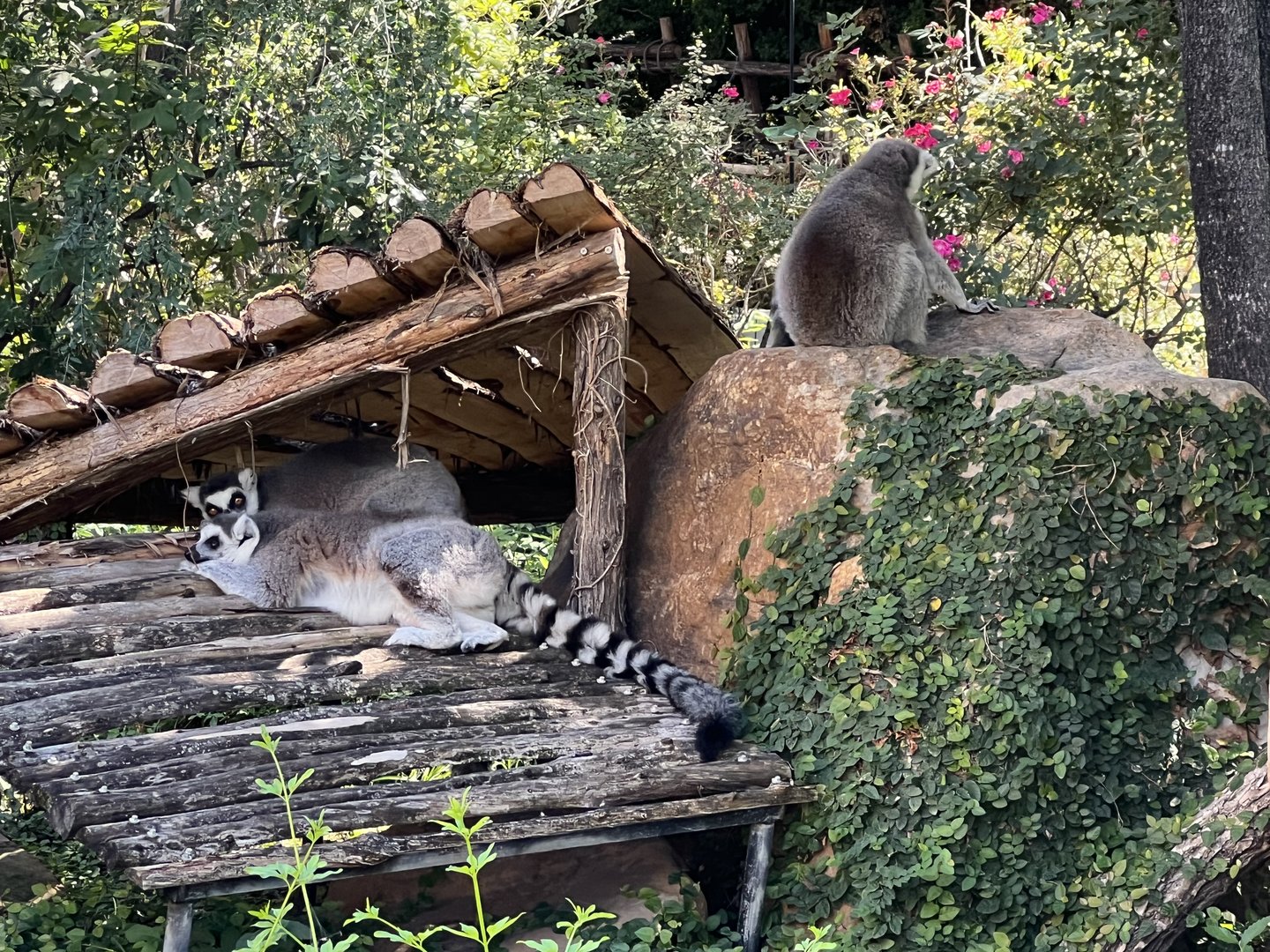 Ring-tailed Lemur (Lemur catta)