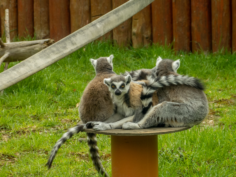 Ring-tailed lemur (Lemur catta)