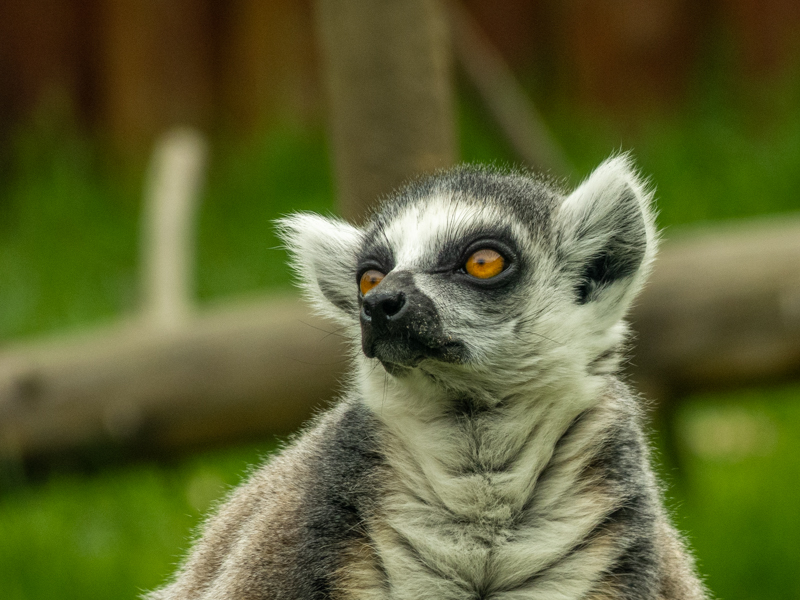 Ring-tailed lemur (Lemur catta)