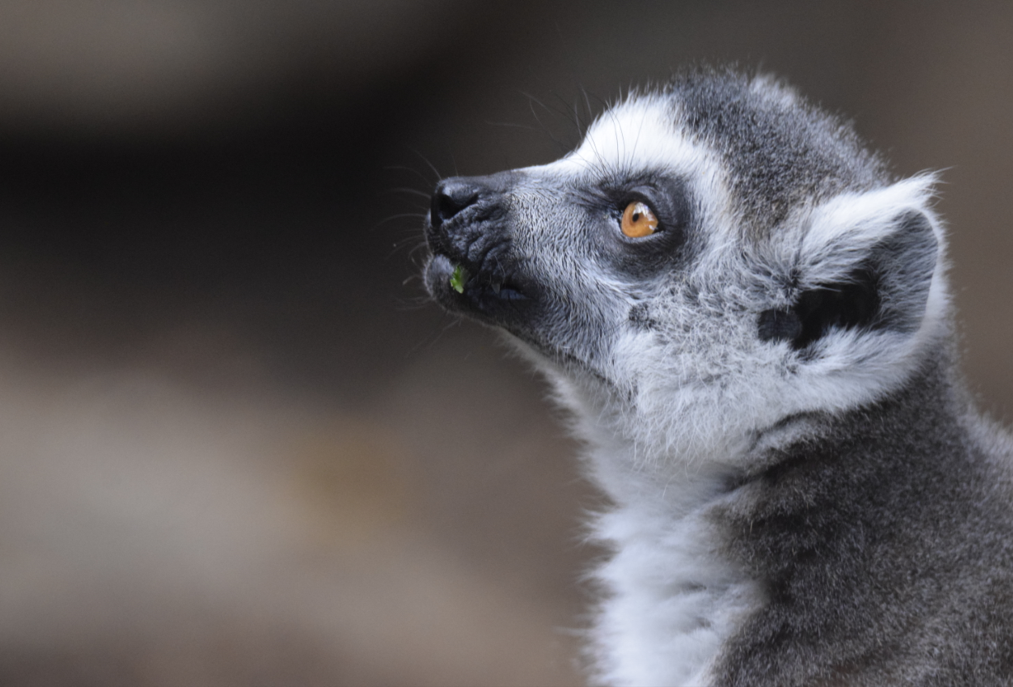 Ring-tailed lemur (Lemur catta)