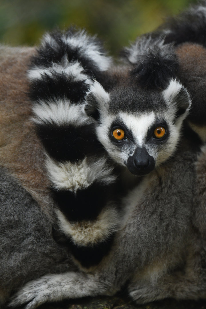 Ring-tailed lemur (Lemur catta)
