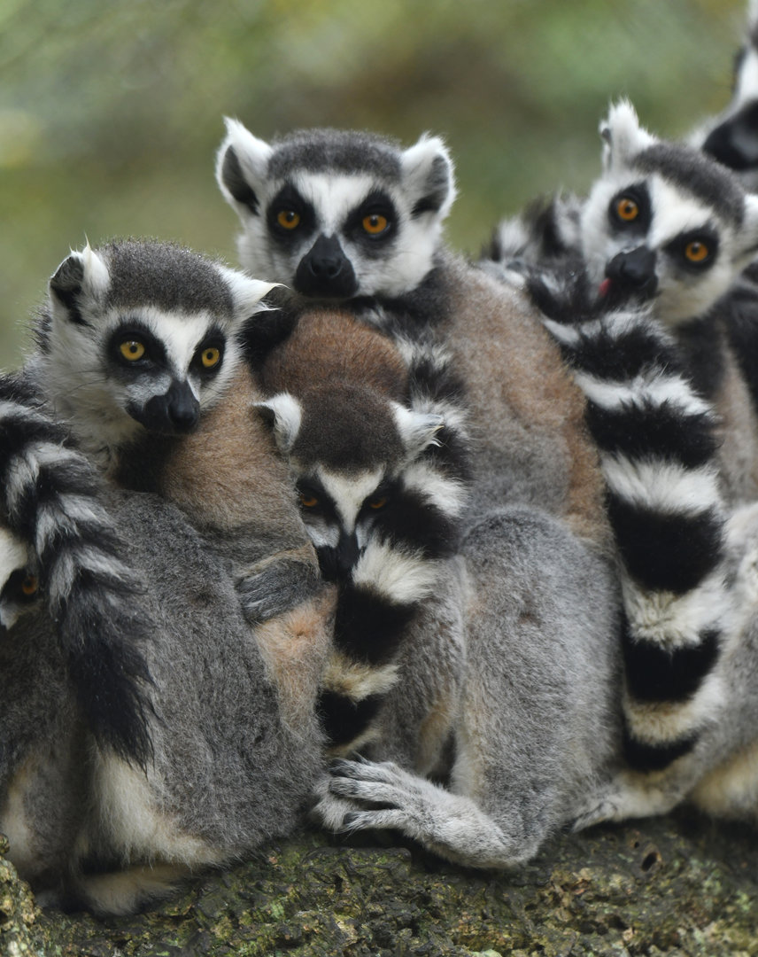 Ring-tailed lemur (Lemur catta)