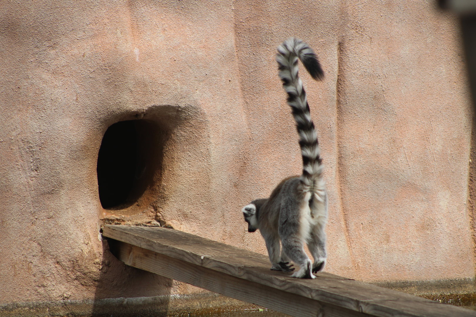 Ring-Tailed Lemur (Lemur catta)