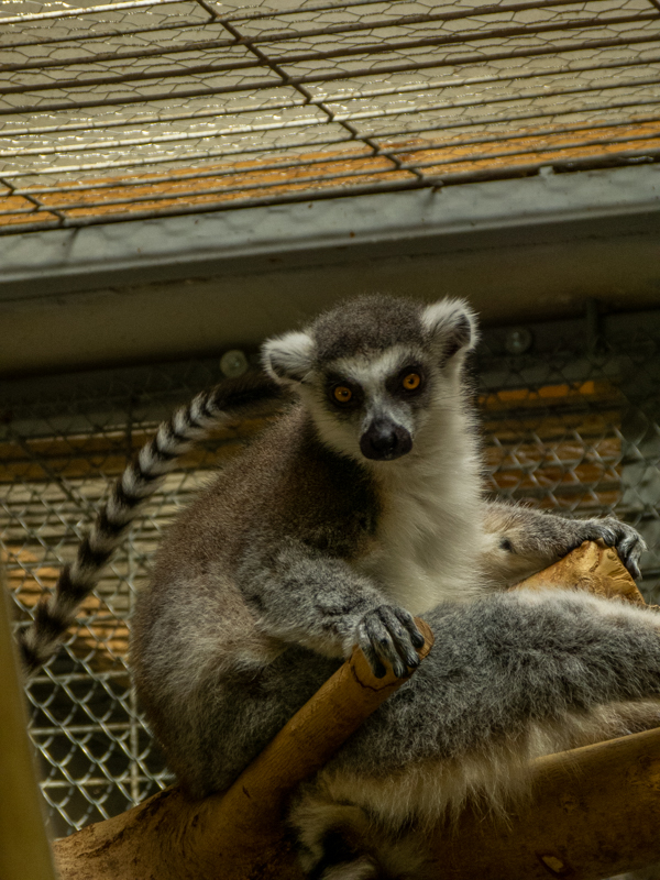 ring-tailed lemur (Lemur catta)
